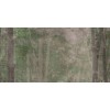 ABK  W&S D+ CP4 WOODS B  120X240